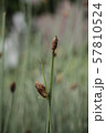 Nature Grass 57810524