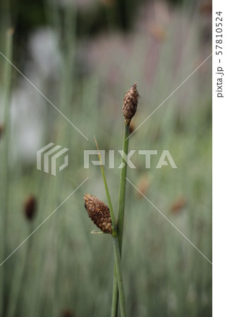Nature Grass 57810524
