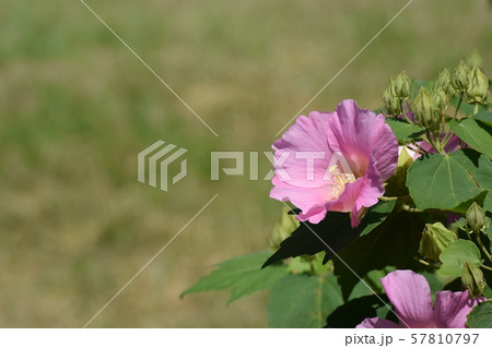 公園の芙蓉 公園の芙蓉 57810797
