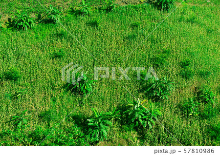green corn and banana tree agronomy agriculture field plantation nature background 57810986