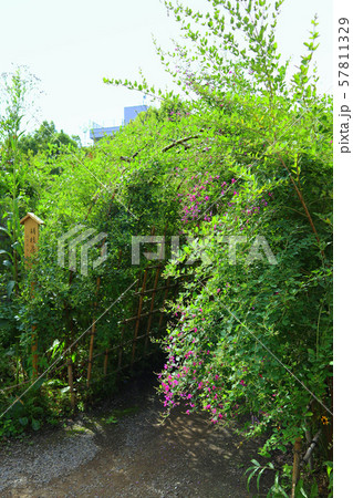 初秋の向島百花園。ハギのトンネル(9月)東京都墨田区東向島 初秋の向島百花園。ハギのトンネル(9月)東京都墨田区東向島 57811329