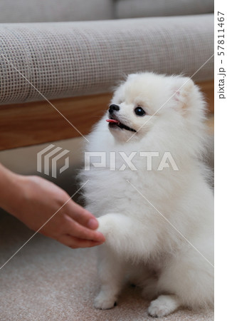 ポメラニアン しつけ (犬 ドッグ イヌ 生物 動物 血統書 仔犬 子供 ホワイト 白 血統 洋犬) 57811467