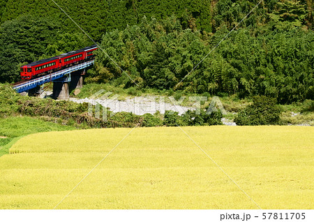 色付く稲穂と真っ赤なボディの特急ゆふ 57811705