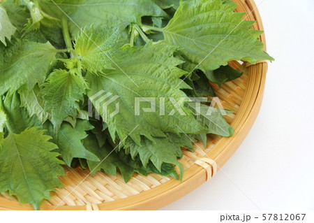 アオジソ アオジソ 57812067