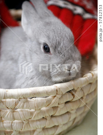 子供のうさぎ 57812553