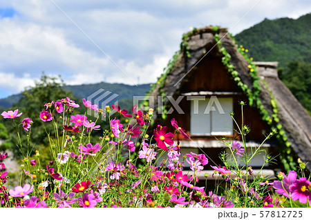 秋の花コスモスと白川郷 57812725