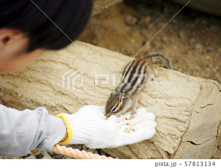 シマリスと子供 57813134