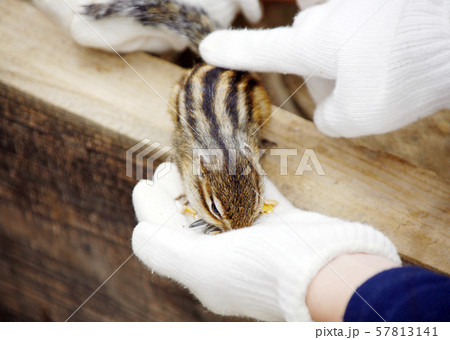 シマリスに餌をあげる シマリスに餌をあげる 57813141