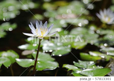 スイレン 57813301