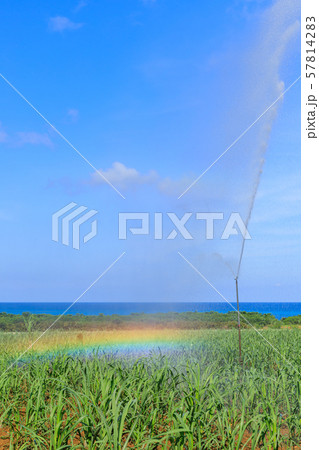 サトウキビ畑のスプリンクラー サトウキビ畑のスプリンクラー 57814283