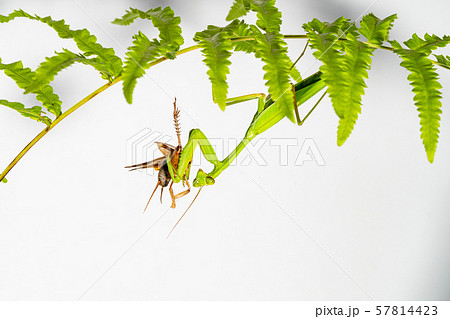 The mantis under the leaf on the white background 57814423