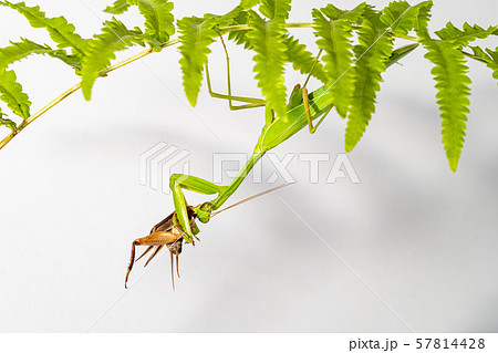 The mantis under the leaf on the white background The mantis under the leaf on the white background 57814428