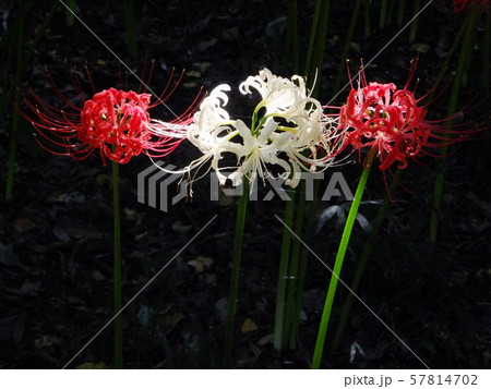 秋 花 彼岸花 秋 花 彼岸花 57814702