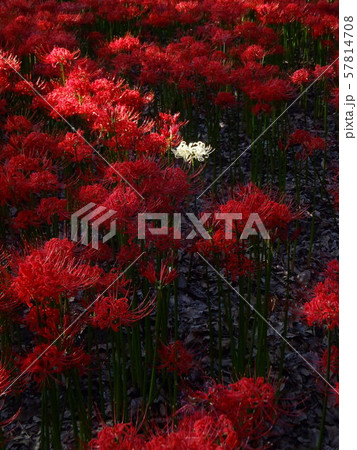 秋 花 彼岸花 秋 花 彼岸花 57814708