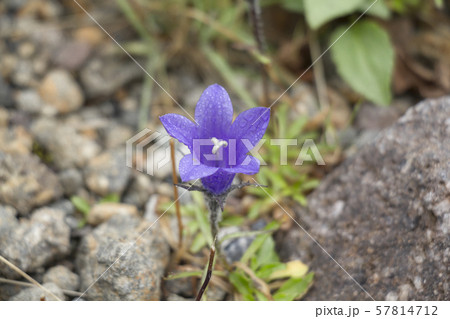 岐阜県　乗鞍岳　高山植物　イワギキョウ 57814712