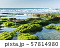 Green Seaweed on Black Rocks Sea Landscape. Fresh 57814980