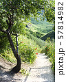 Countryside Path near Tree and Flowers among Green 57814982
