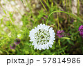 Wild White Flower and Green Grass. European Cover 57814986