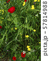 Poppy Flowers among other Wild Flowers and Green 57814988