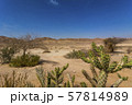 Bright Green Cactus in the Dry Desert Landscape. 57814989