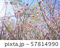 Spring Pink Wild Flowers Blooming in Morning 57814990