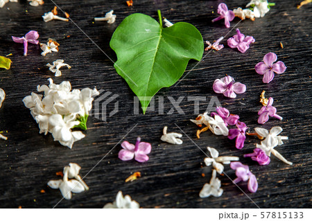 Fallen lilac flowers and leaf on the table Fallen lilac flowers and leaf on the table 57815133