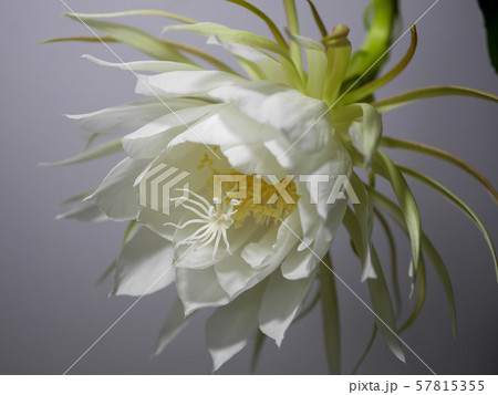 月下美人12 月下美人12 57815355