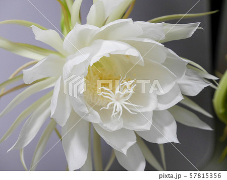 月下美人13 57815356