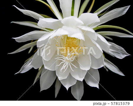 月下美人22 57815379