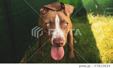 Young pitbull Staffordshire Bull Terrier in garden looks towards camera with tongue out portrait Young pitbull Staffordshire Bull Terrier in garden looks towards camera with tongue out portrait 57815634