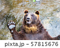 手を上げる熊 57815676
