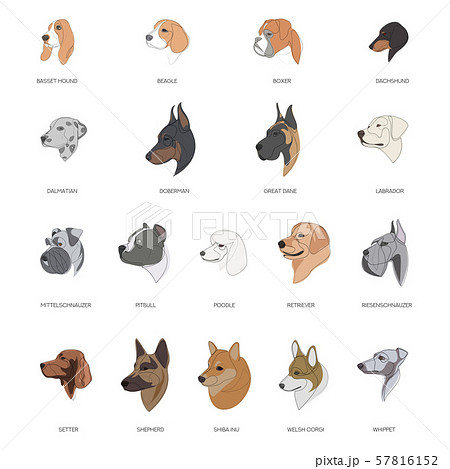 Breeds of dogs drawn in minimal style set. Vector illustration 57816152