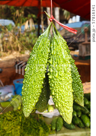 bitter melon growing on a vine in garden fruit of 57816341