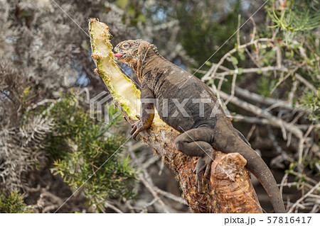 Galapagos Land Iguana by eating plant on North Seymour Island Galapagos Islands Galapagos Land Iguana by eating plant on North Seymour Island Galapagos Islands 57816417
