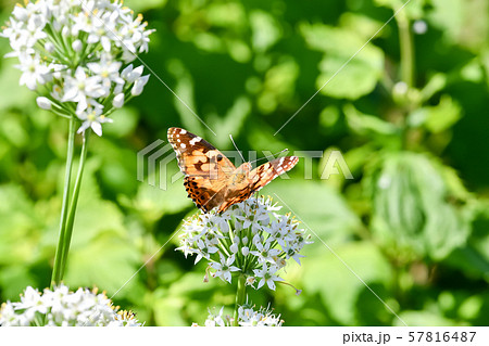 ヒメアカタテハ 57816487