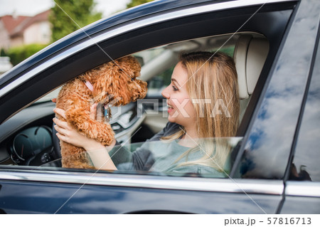Young woman driver with a dog sitting in car. 57816713