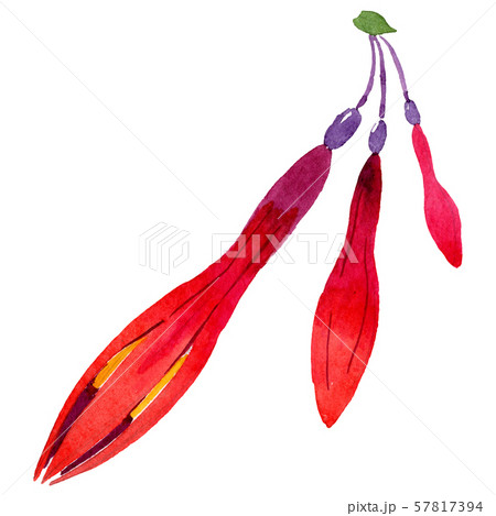 Red fuchsia floral botanical flowers. Watercolor background set. Isolated fuchsia illustration Red fuchsia floral botanical flowers. Watercolor background set. Isolated fuchsia illustration 57817394