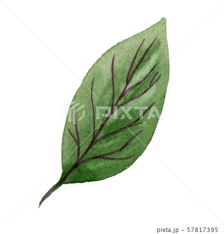 Fuchsia green leaf floral botanical flower. Watercolor background set. Isolated fuchsia illustration Fuchsia green leaf floral botanical flower. Watercolor background set. Isolated fuchsia illustration 57817395