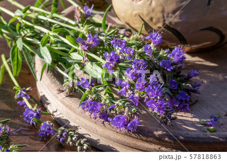 Fresh blooming hyssop twigs on a table Fresh blooming hyssop twigs on a table 57818863