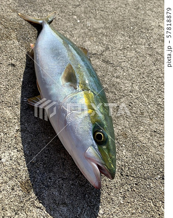 Yellowtail fish or tubasu wakasi in japan  57818879