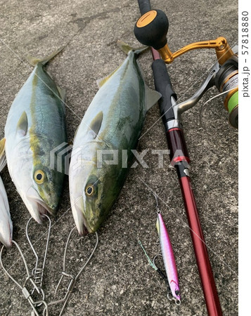 Light shore jigging fishing yellowtail  57818880