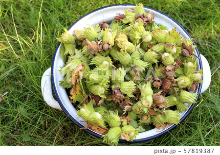 Harvested a young hazelnut just harvested 57819387