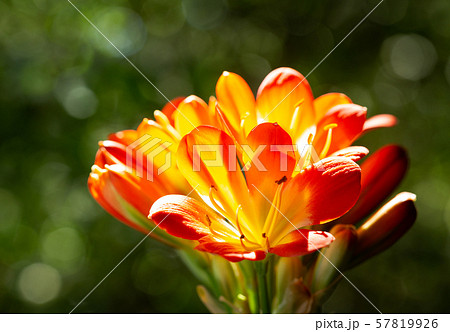 orange clivia flowers or natal lily in a garden 57819926