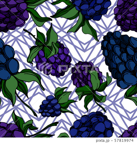 Vector Blackberry healthy food. Black and white engraved ink art. Seamless background pattern. 57819974