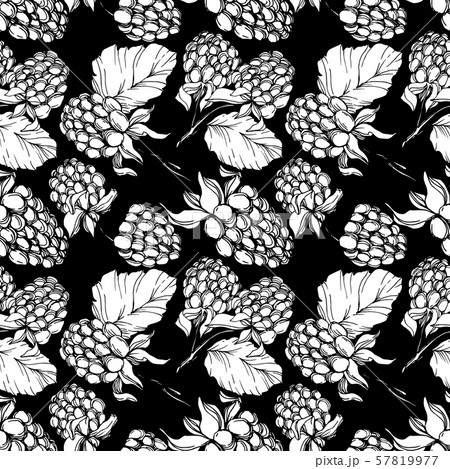 Vector Blackberry healthy food. Black and white engraved ink art. Seamless background pattern. 57819977