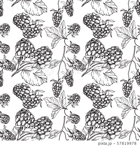 Vector Blackberry healthy food. Black and white engraved ink art. Seamless background pattern. Vector Blackberry healthy food. Black and white engraved ink art. Seamless background pattern. 57819978