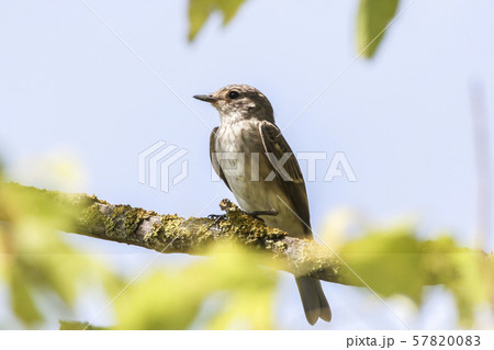 Spotted flycatcher (Muscicapa striata) Spotted flycatcher (Muscicapa striata) 57820083