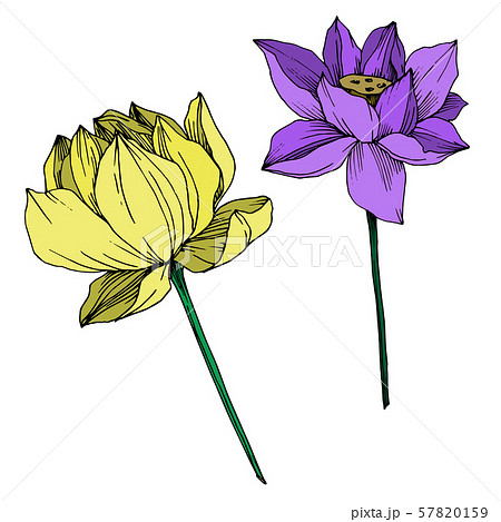 Vector Lotus floral botanical flower. Black and white engraved ink art. Isolated lotus illustration Vector Lotus floral botanical flower. Black and white engraved ink art. Isolated lotus illustration 57820159