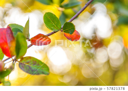 Closeup natural autumn fall view of red orange 57821378