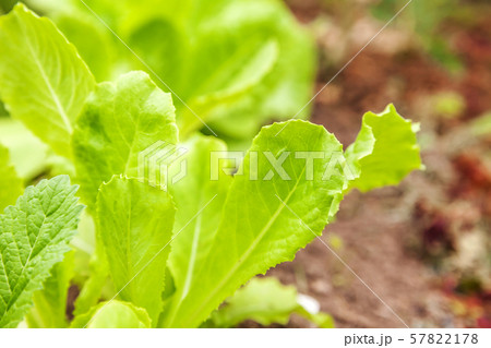 Agricultural field with green leaf lettuce salad 57822178